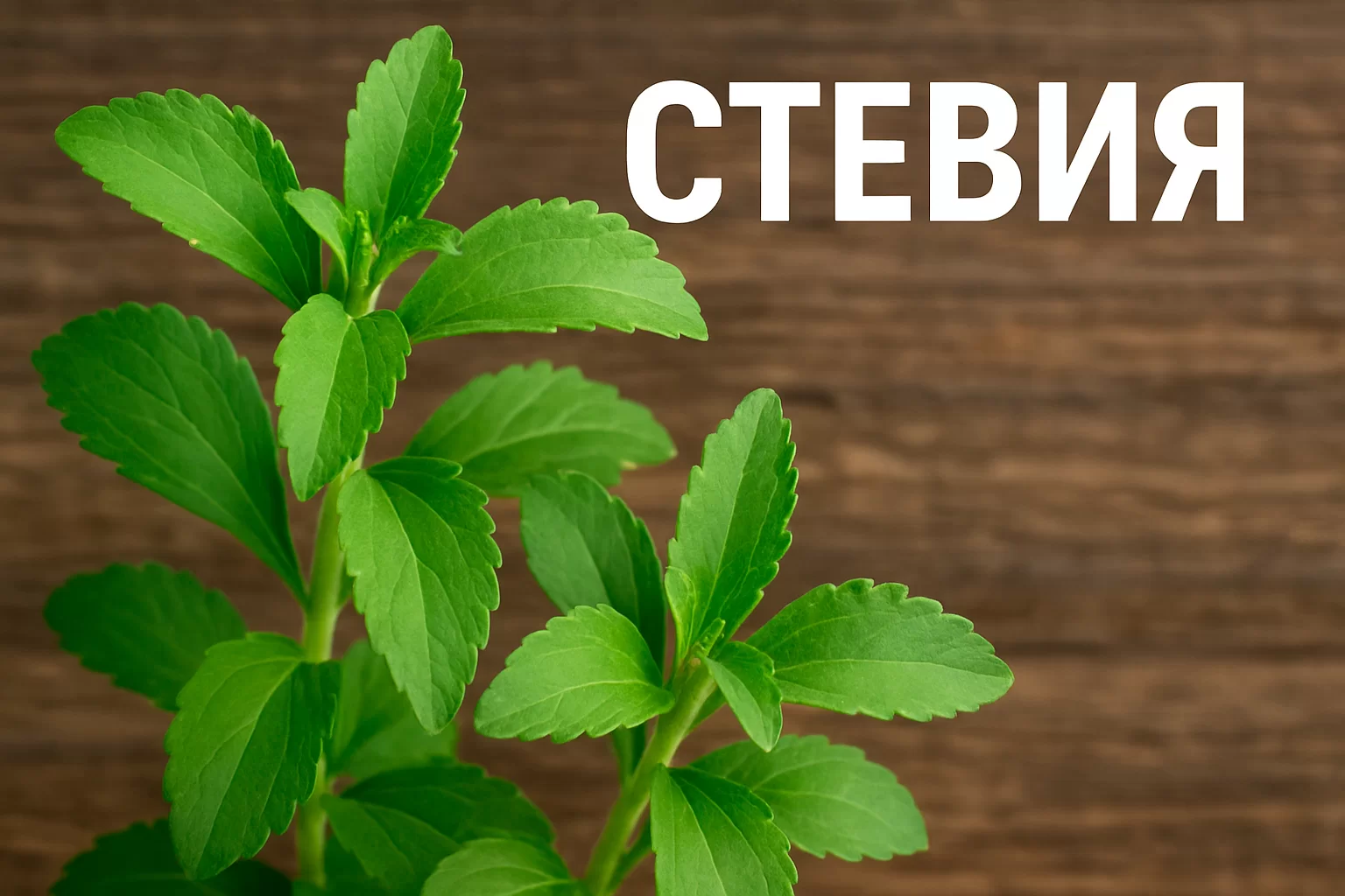 Стевия: польза и... вред? Все о натуральном сахарозаменителе Стевия: польза и... вред? Все о натуральном сахарозаменителе