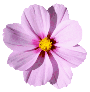 flor-colorida.gif